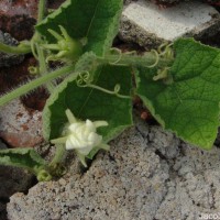 Trichosanthes scabra Lour.